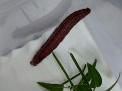 Macroglossum stellatarum