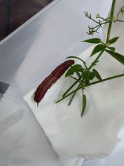 Macroglossum stellatarum