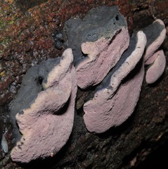 Pyrenopolyporus symphyon
