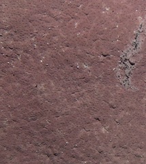 Pyrenopolyporus symphyon
