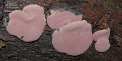 Pyrenopolyporus symphyon