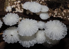 Marasmiellus cubensis