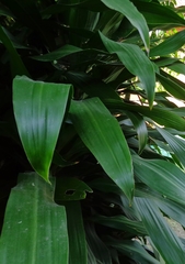 Aspidistra elatior