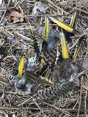 Colaptes auratus