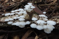 Marasmiellus cubensis