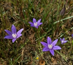 Brodiaea stellaris