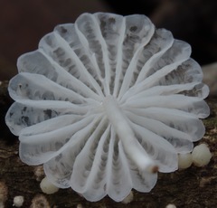 Marasmiellus cubensis