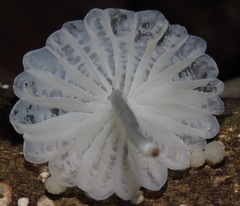 Marasmiellus cubensis