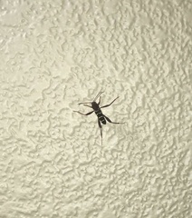 Neoclytus acuminatus
