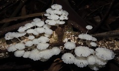 Marasmiellus cubensis