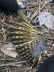 Colaptes auratus