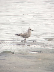 Larus argentatus