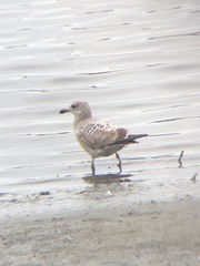 Larus argentatus