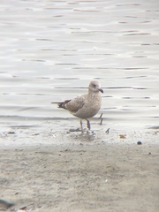 Larus argentatus