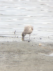 Larus argentatus