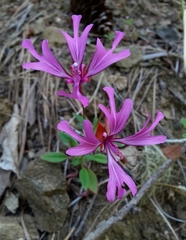 Clarkia concinna concinna