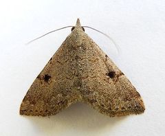 Nychioptera noctuidalis