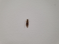 Brachycera