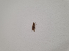 Brachycera