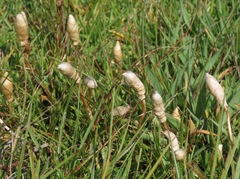 Leratiomyces cucullatus