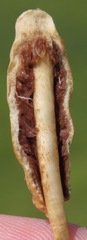 Leratiomyces cucullatus