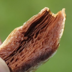 Leratiomyces cucullatus