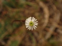 Brachyscome rigidula