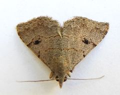 Nychioptera noctuidalis
