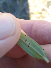 Puccinia helianthi