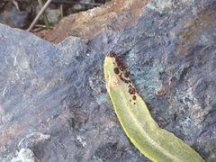 Puccinia helianthi