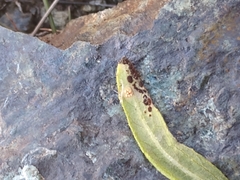 Puccinia helianthi