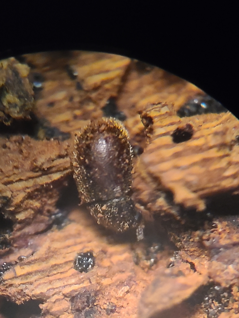 Malacocis brevicollis