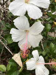 Hibiscus arnottianus
