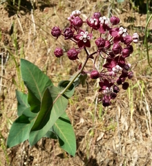 Asclepias cordifolia