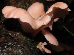Pleurotus djamor roseus