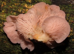 Pleurotus djamor roseus