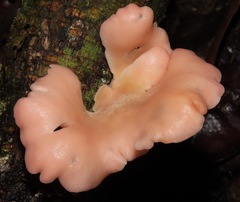 Pleurotus djamor roseus