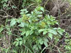 Zanthoxylum simulans