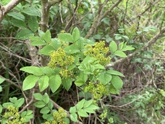 Zanthoxylum simulans