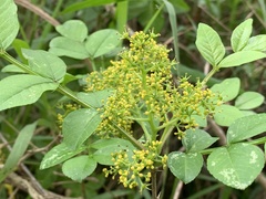 Zanthoxylum simulans