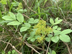 Zanthoxylum simulans