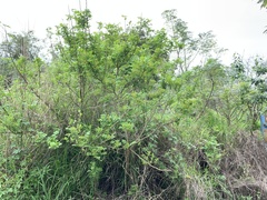 Zanthoxylum simulans