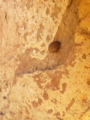 Helminthoglyptini
