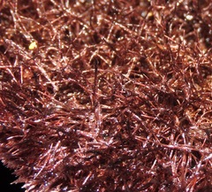 Trichaptum perrottetii