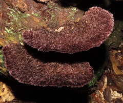Trichaptum perrottetii