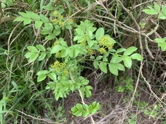 Zanthoxylum simulans