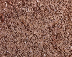 Trichaptum perrottetii