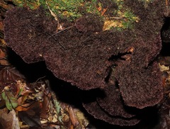 Trichaptum perrottetii