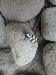 Hypercompe andromela