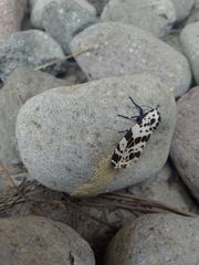 Hypercompe andromela